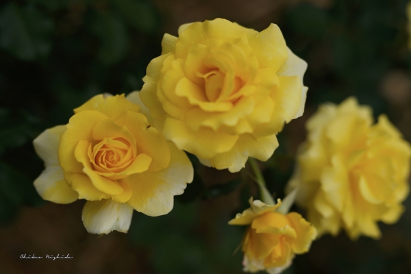 rosegarden-6