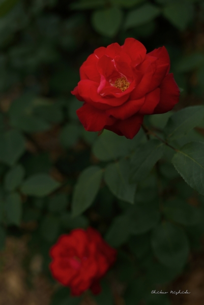 ファイル名: rosegarden-8.jpeg
ファイルサイズ: 277.4KB
→クリックで元のサイズを表示 rosegarden-8