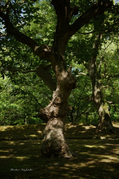ファイル名: midori-3.jpeg
ファイルサイズ: 666.7KB
→クリックで元のサイズを表示 midori-3