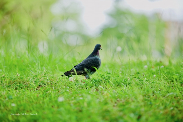 ファイル名: PURE-PIGEON.jpeg
ファイルサイズ: 808.3KB
→クリックで元のサイズを表示 PURE-PIGEON