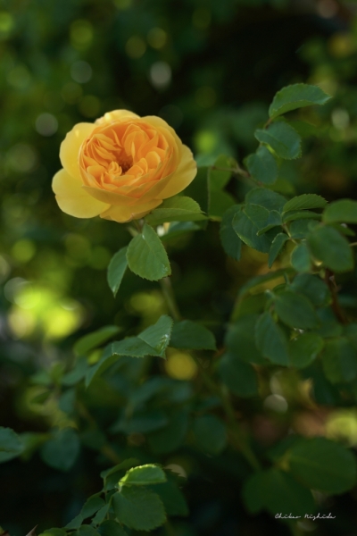ファイル名: PURE-ROSE.jpeg
ファイルサイズ: 335.5KB
→クリックで元のサイズを表示 PURE-ROSE