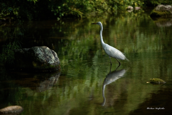 ファイル名: EGRET-002.jpeg
ファイルサイズ: 764.1KB
→クリックで元のサイズを表示 EGRET-002