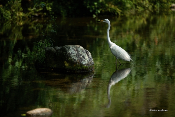ファイル名: EGRET-003.jpeg
ファイルサイズ: 785.3KB
→クリックで元のサイズを表示 EGRET-003