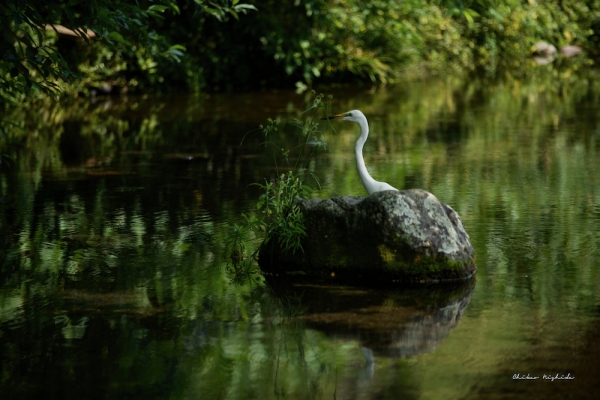 ファイル名: EGRET-004.jpeg
ファイルサイズ: 824KB
→クリックで元のサイズを表示 EGRET-004