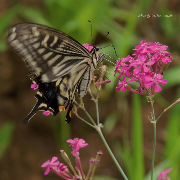 HANKO-BUTTERLFY-1