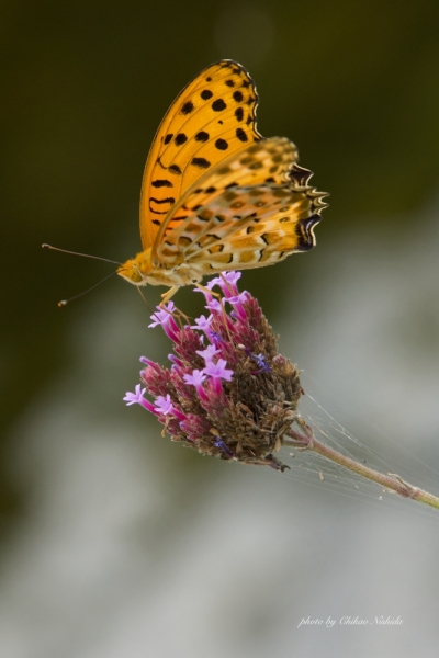 ファイル名: BUTTERFLY-0001.jpeg
ファイルサイズ: 381KB
→クリックで元のサイズを表示 BUTTERFLY-0001