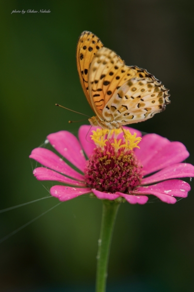 ファイル名: BUTTERFLY-0002.jpeg
ファイルサイズ: 349.6KB
→クリックで元のサイズを表示 BUTTERFLY-0002
