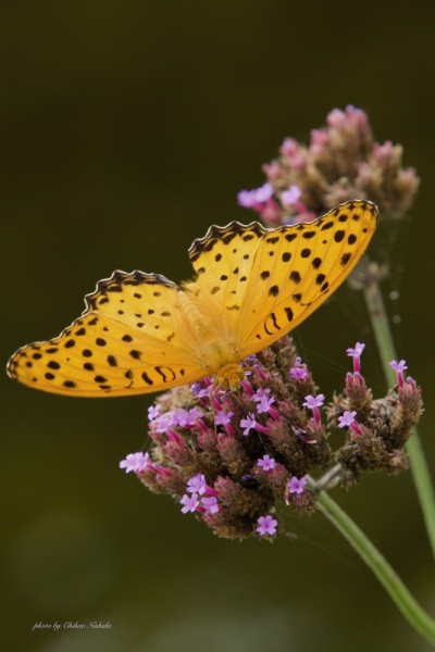 ファイル名: BUTTERFLY-0003.jpeg
ファイルサイズ: 399.9KB
→クリックで元のサイズを表示 BUTTERFLY-0003