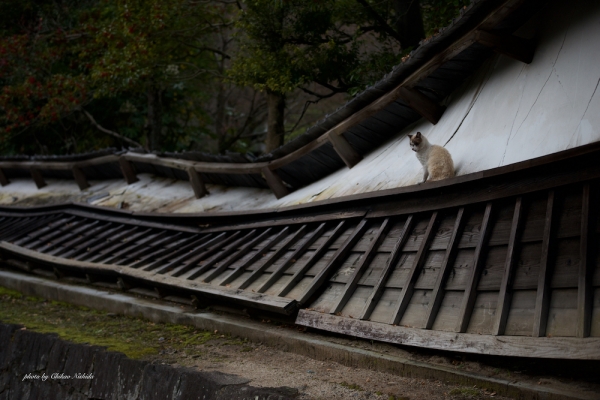 ファイル名: kumamoto-c-013.jpeg
ファイルサイズ: 762.3KB
→クリックで元のサイズを表示 kumamoto-c-013