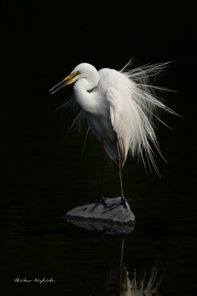 D850-EGRET