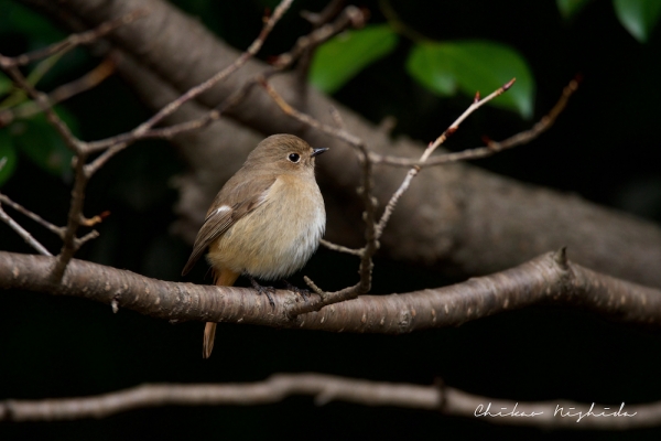 ファイル名: birds-002.jpeg
ファイルサイズ: 578.9KB
→クリックで元のサイズを表示 birds-002