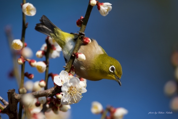ファイル名: birds-013.jpg
ファイルサイズ: 128.7KB
→クリックで元のサイズを表示 birds-013