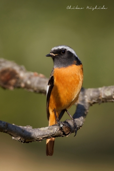ファイル名: birds-014.jpeg
ファイルサイズ: 342.1KB
→クリックで元のサイズを表示 birds-014