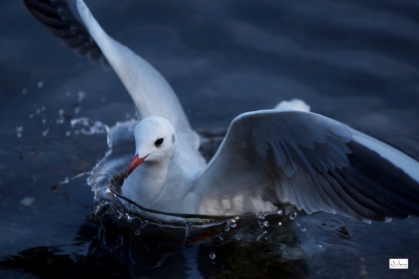 ファイル名: birds-020.jpeg
ファイルサイズ: 616.7KB
→クリックで元のサイズを表示 birds-020
