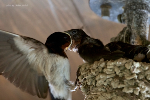 ファイル名: birds-024.jpeg
ファイルサイズ: 815.4KB
→クリックで元のサイズを表示 birds-024