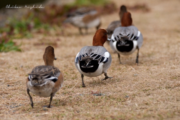 ファイル名: birds-027.jpeg
ファイルサイズ: 799KB
→クリックで元のサイズを表示 birds-027