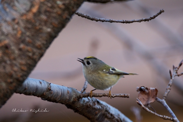 ファイル名: birds-028.jpg
ファイルサイズ: 151.7KB
→クリックで元のサイズを表示 birds-028