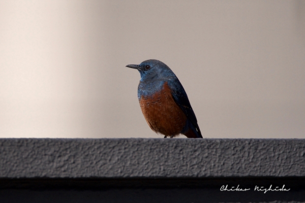 ファイル名: birds-029.jpeg
ファイルサイズ: 635KB
→クリックで元のサイズを表示 birds-029