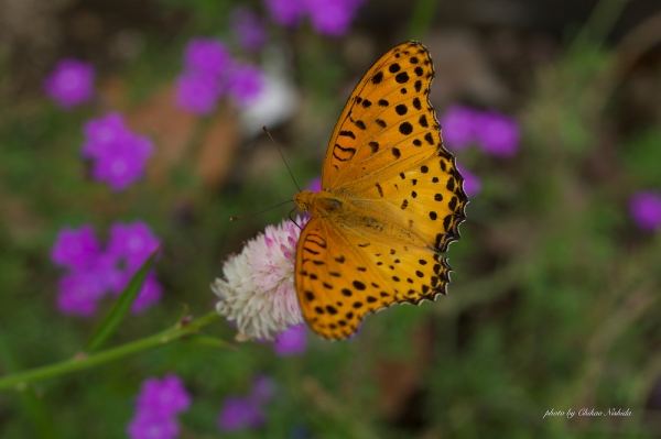 ファイル名: butterfly-koshi-001.jpeg
ファイルサイズ: 679.2KB
→クリックで元のサイズを表示 butterfly-koshi-001