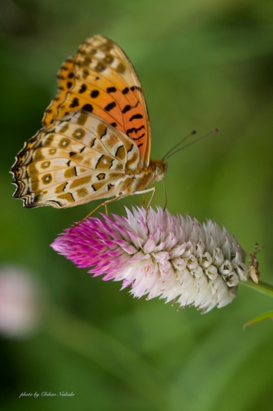 ファイル名: butterfly-koshi-002.jpeg
ファイルサイズ: 401.7KB
→クリックで元のサイズを表示 butterfly-koshi-002