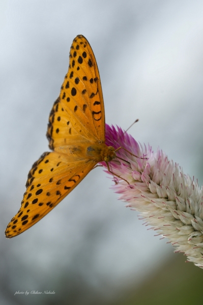 ファイル名: butterfly-koshi-003.jpeg
ファイルサイズ: 362.3KB
→クリックで元のサイズを表示 butterfly-koshi-003