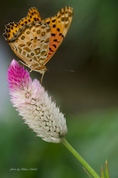 ファイル名: butterfly-koshi-004.jpeg
ファイルサイズ: 402.8KB
→クリックで元のサイズを表示 butterfly-koshi-004
