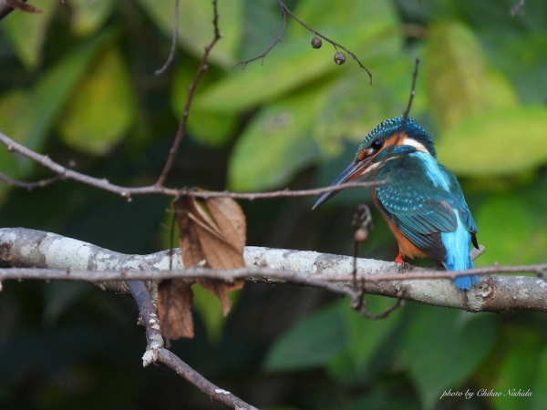 20211207-KINGFISHER001