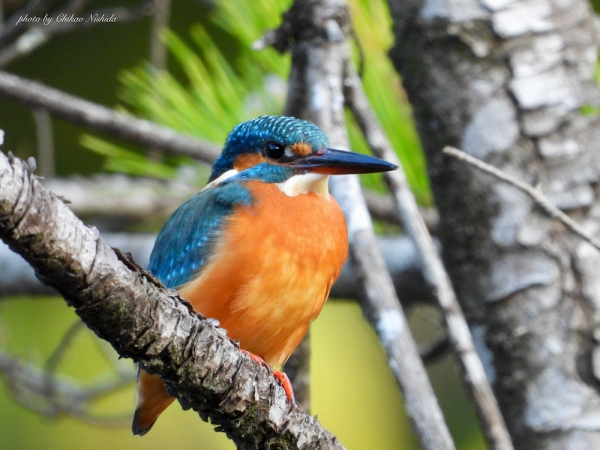 20211207-KINGFISHER002