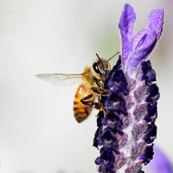 ファイル名: 20220118bee.jpg
ファイルサイズ: 584.4KB
→クリックで元のサイズを表示 20220118bee
