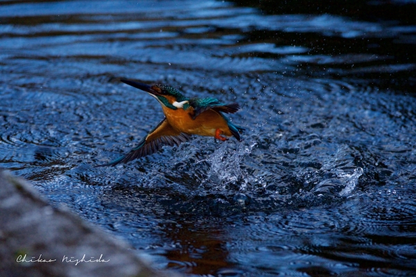 20220118kingfisher