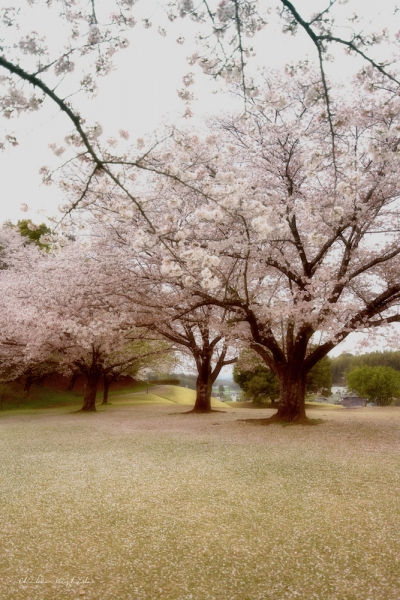ファイル名: SAKURAFUBUKI-004.jpeg
ファイルサイズ: 1.17MB
→クリックで元のサイズを表示 SAKURAFUBUKI-004