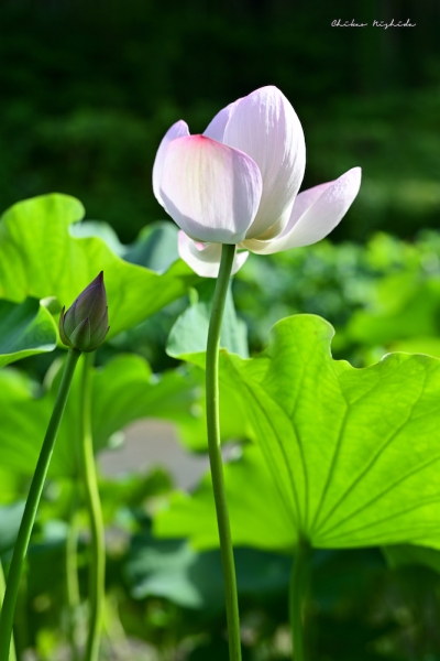 okuyami-flower
