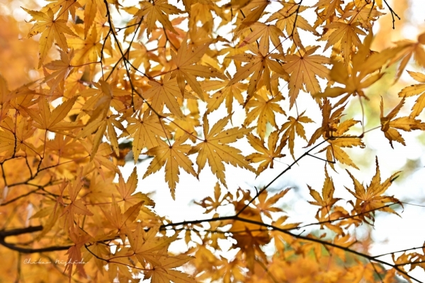 ファイル名: 20251216kinpouzan-10.jpeg
ファイルサイズ: 617.8KB
→クリックで元のサイズを表示 20251216kinpouzan-10