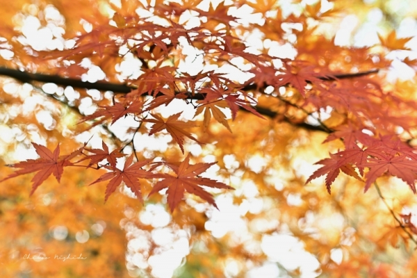 ファイル名: 20251216kinpouzan-12.jpeg
ファイルサイズ: 498.3KB
→クリックで元のサイズを表示 20251216kinpouzan-12