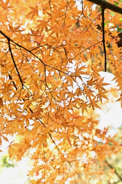 ファイル名: 20251216kinpouzan-13.jpeg
ファイルサイズ: 648.4KB
→クリックで元のサイズを表示 20251216kinpouzan-13