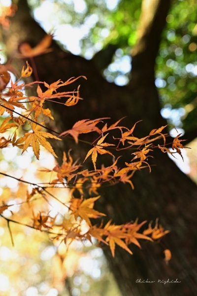 ファイル名: 20251216kinpouzan-14.jpeg
ファイルサイズ: 411.7KB
→クリックで元のサイズを表示 20251216kinpouzan-14