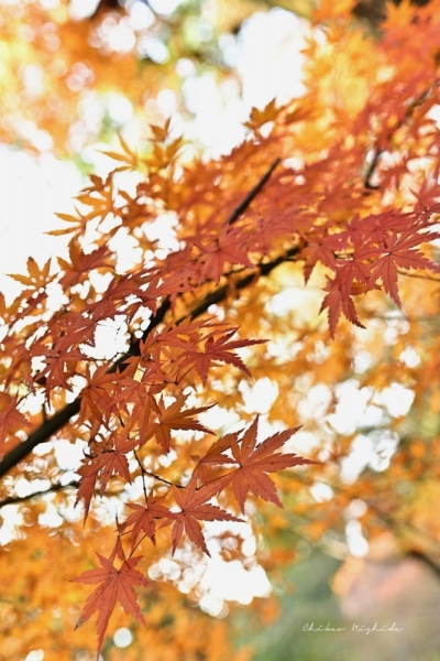 ファイル名: 20251216kinpouzan-17.jpeg
ファイルサイズ: 500.3KB
→クリックで元のサイズを表示 20251216kinpouzan-17