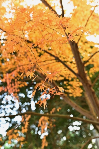 ファイル名: 20251216kinpouzan-18.jpeg
ファイルサイズ: 504.9KB
→クリックで元のサイズを表示 20251216kinpouzan-18