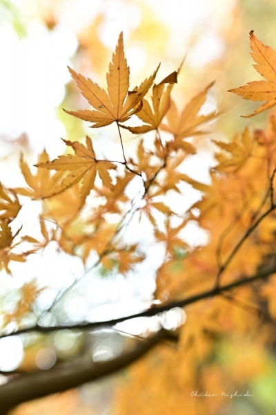 ファイル名: 20251216kinpouzan-20.jpeg
ファイルサイズ: 344.5KB
→クリックで元のサイズを表示 20251216kinpouzan-20