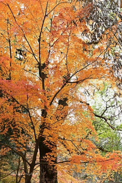 ファイル名: 20251216kinpouzan-21.jpeg
ファイルサイズ: 996.3KB
→クリックで元のサイズを表示 20251216kinpouzan-21