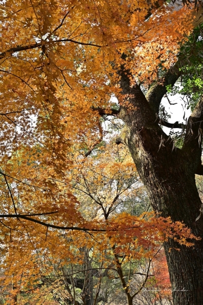 ファイル名: 20251216kinpouzan-22.jpeg
ファイルサイズ: 958.5KB
→クリックで元のサイズを表示 20251216kinpouzan-22