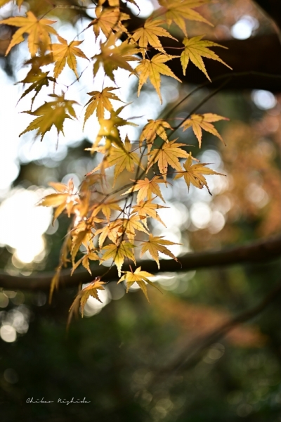 ファイル名: 20251216kinpouzan-25.jpeg
ファイルサイズ: 418.1KB
→クリックで元のサイズを表示 20251216kinpouzan-25