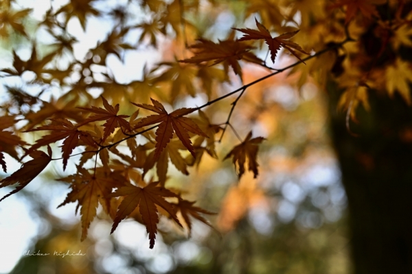 ファイル名: 20251216kinpouzan-9.jpeg
ファイルサイズ: 394.7KB
→クリックで元のサイズを表示 20251216kinpouzan-9