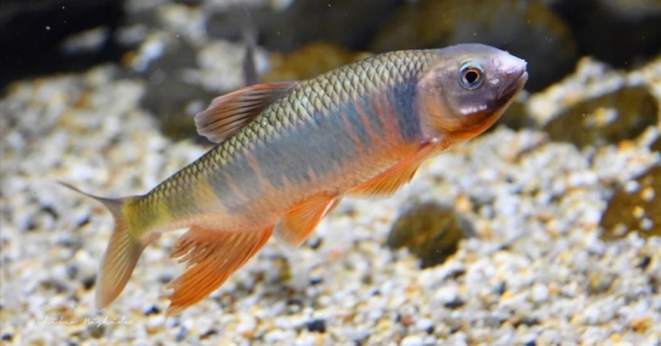 20260516fishes-1