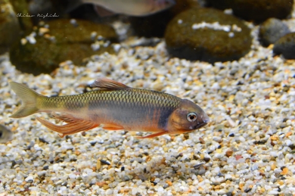 20260516fishes-10