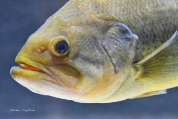 20260516fishes-12