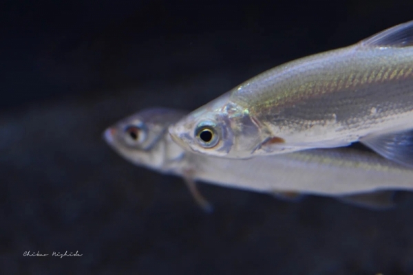 20260516fishes-13