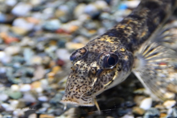 20260516fishes-15