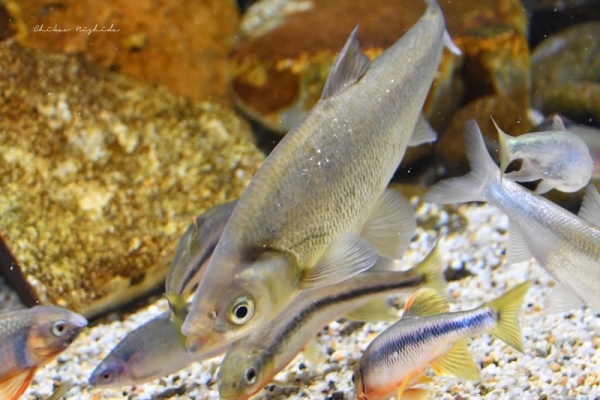 20260516fishes-2