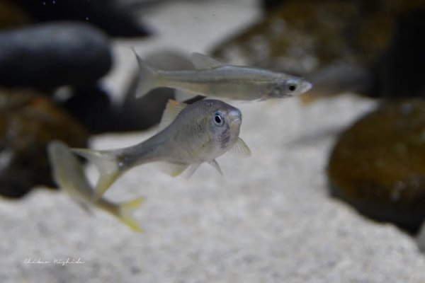 20260516fishes-7